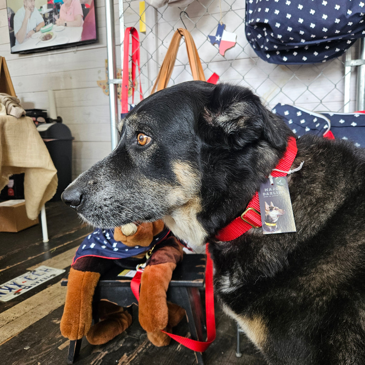 Dog Collar for Day Trippin'