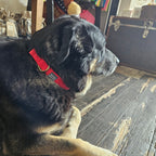 Dog Collar for Day Trippin'