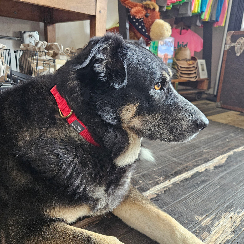 Dog Collar for Day Trippin'