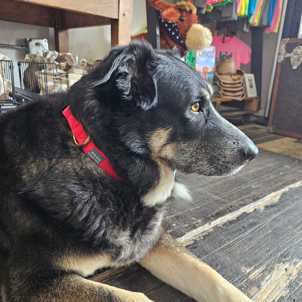 Dog Collar for Day Trippin'